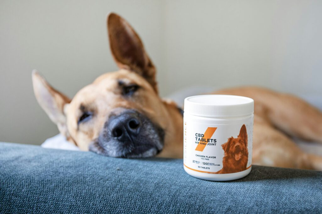 A Healthy Gut for a Happy Dog: Using Bio Protect Plus