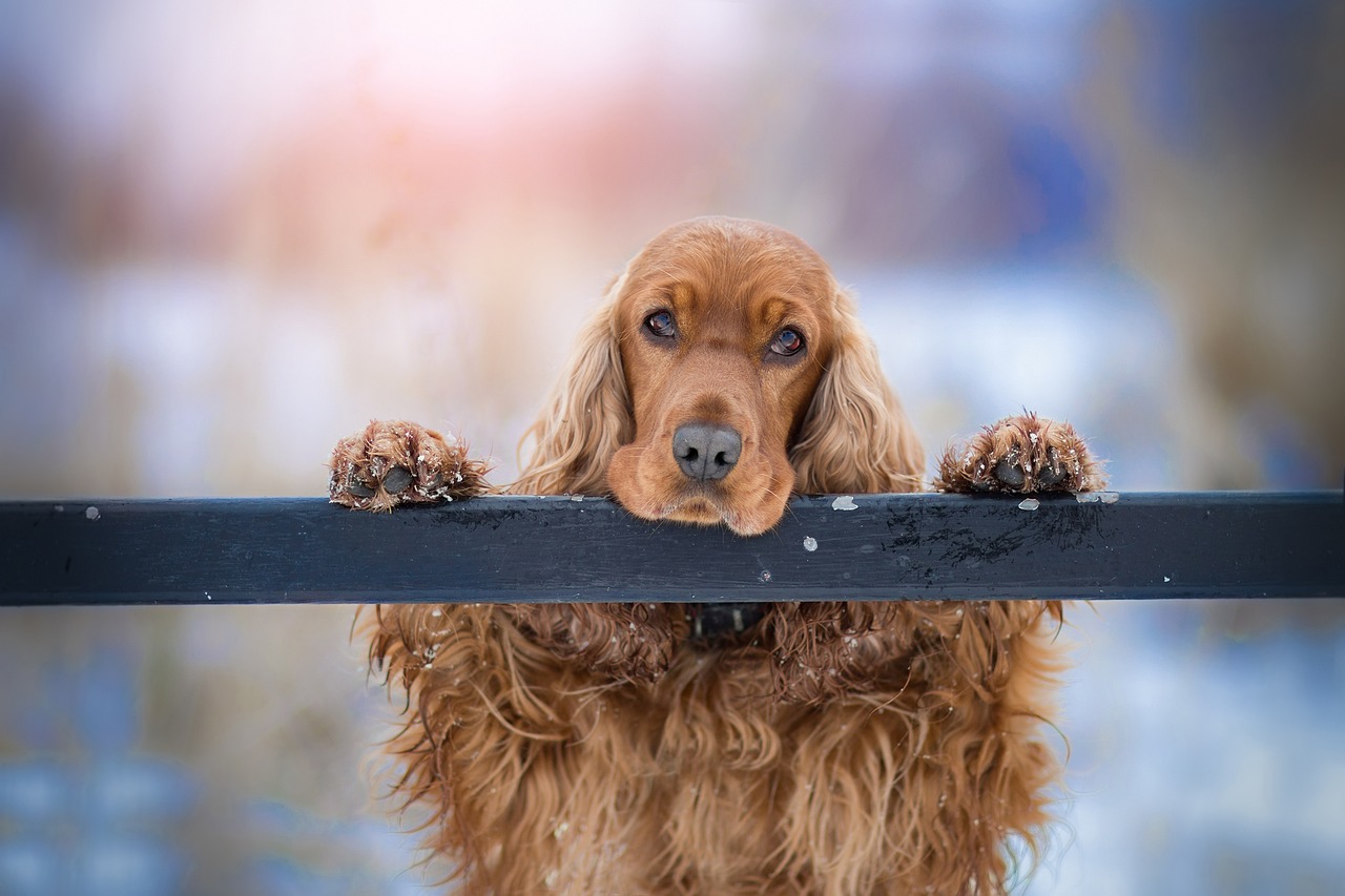 Brain Training for Dogs: 20 Games to Improve Intelligence and Obedience