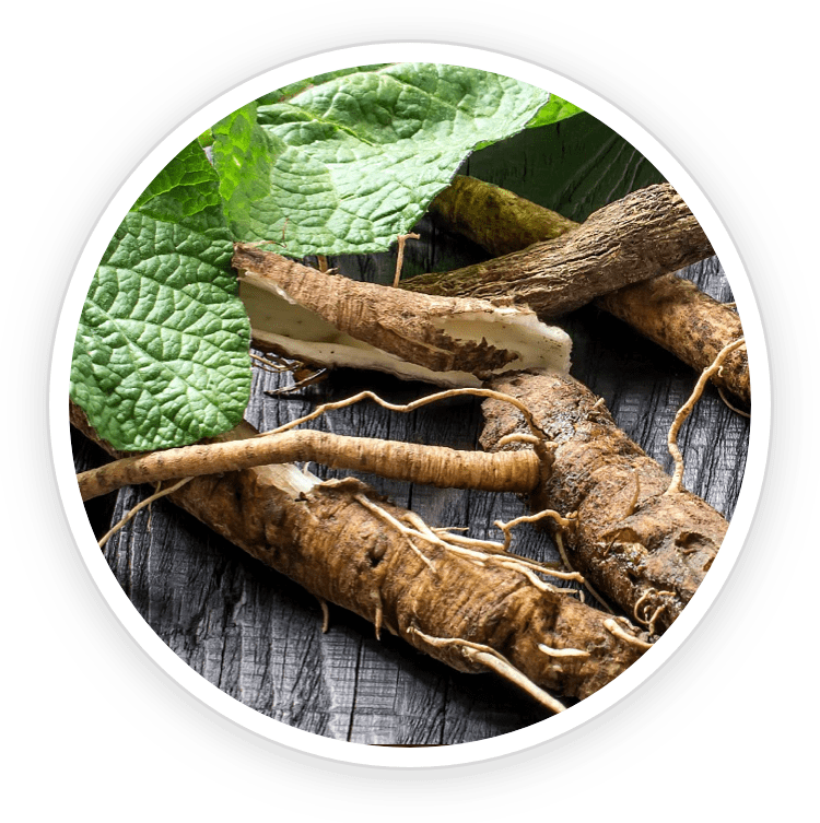 UltraK9 Pro: A Comprehensive Product Overview for Canine Health