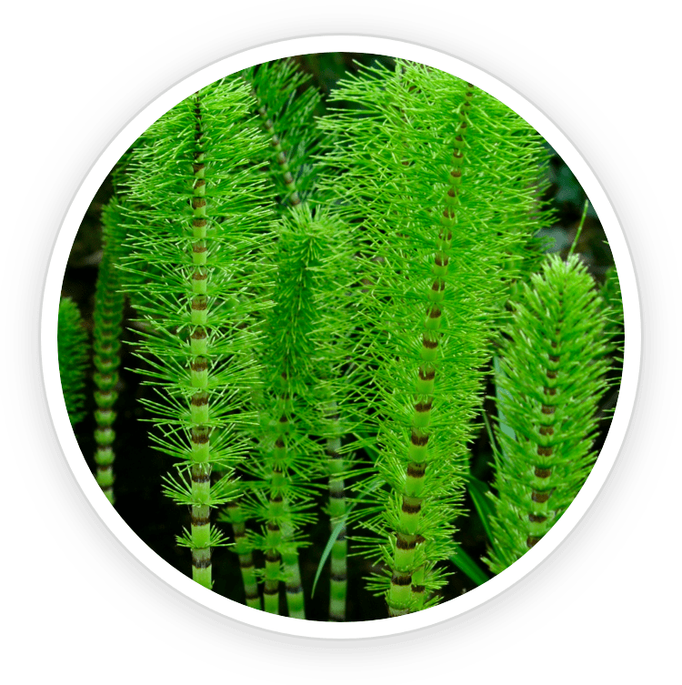 Transform Your Dogs Well-being with Key Ingredients in UltraK9 Pro